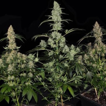 Bubba Kush Feminised Hemp Seeds